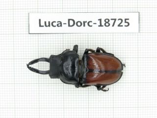 Beetle.  Dorcus Sp.  China,  Yunnan,  Baoshan.  1m.  18725.