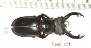 Beetle Lucanidae Lucanus Cheni 58mm Tibet