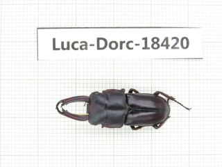 Beetle.  Dorcus Sp.  China,  Guangdong,  Mt.  Nanling.  1m.  18420.