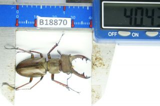 B18870 - Lucanus Pulchellus Ps.  Beetles – Insects Yen Bai Vietnam 40mm