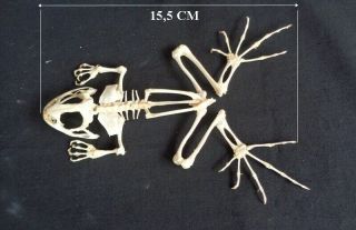 Anura: Limnonectes Macrodon Skeleton (swimming)