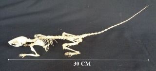 Taxidermy: Rattus Argentiventer Skeleton (tikus Sawah)