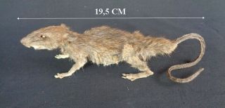 Taxidermy: Rattus Argentiventer Half Body Skeleton (tikus Sawah)