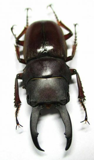 001 Lucanidae: Prosopocoilus Julietae Male 37mm Teledonte A -