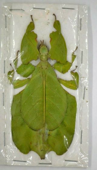 Phyllium Bioculatum Leaf Insect Specimen Fast In Usa