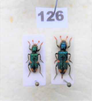 Coleoptera Collectible Cleridae Dried Beetle Dried Insect Beetles Georgia