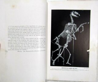 1913 EVOLUTION of the HORSE – Illustrated – American Museum of Natural History 3