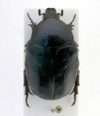 Coleoptera Beetles Cetoniidae Netocia Sardea