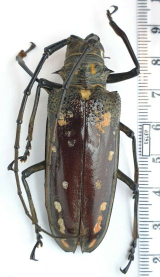 Cerambycidae Batocera Horsfieldi Myanmar Female