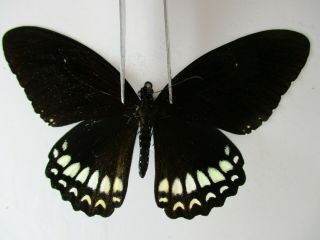 Pa3385.  Unmounted Butterflies: Papilio Castor.  South Vietnam.  Dong Nai