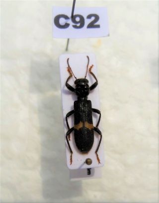 Coleoptera Collectible Cleridae Dried Beetle Dried Insect Beetles Namibia