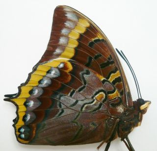 Charaxes Eurialus Male From Ceram Isl.
