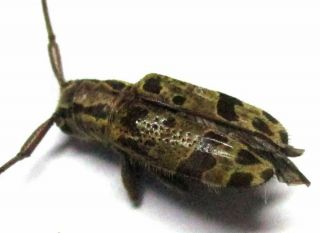 017 Cerambycidae: Cacia Species? Female 9.  5mm