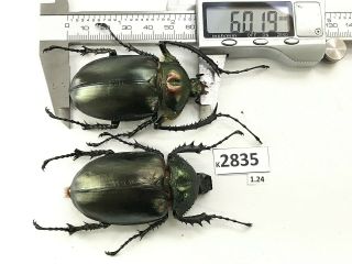 K2835 Unmounted Beetle Euchiridae Cheirotonus 60.  19mm Vietnam Central