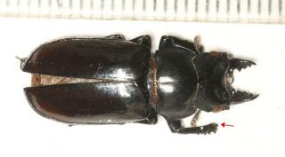 Lucanidae Prismognathus Sp.  Tibet Beete Specimen