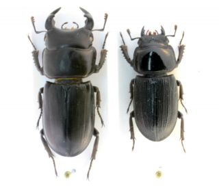 Coleoptera Beetles Lucanidae Dorcus Musimon Big Pair