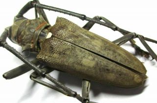 F002 Cerambycidae: Batocera Numitor Palawanicola Male 43.  5mm A -