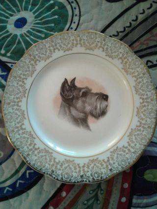 Vintage Decorative Crown Bone China Plate With Schnauzer And Gold Trim Rare
