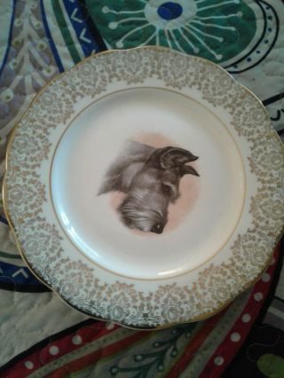 Vintage Decorative Crown Bone China Plate With Schnauzer And Gold Trim RARE 5
