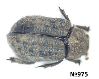 Coleoptera Trogidae Gen.  Sp.  Thailand 5.  5mm