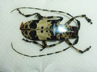 Very Rare Cerambycidae Laziopezus Sordidus Female Huge Cameroon