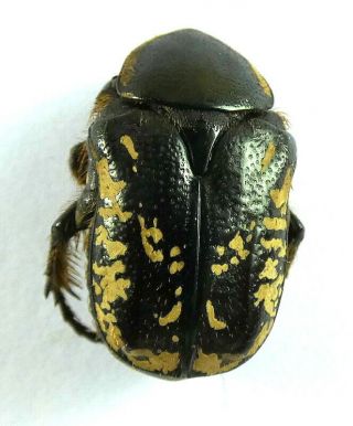 Beetles,  (s1230),  Cetonidae,  Jordan,  Cetoninae Ssp.
