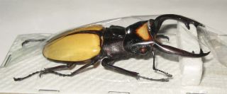 Odontolabis lacordairei male 78mm (Lucanidae) 2