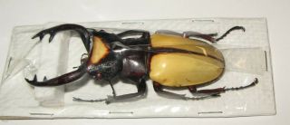 Odontolabis lacordairei male 78mm (Lucanidae) 3