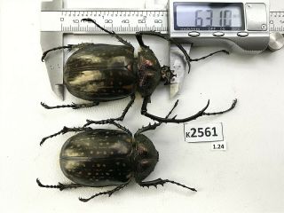 K2561 Unmounted Beetle Euchiridae Cheirotonus Vietnam Central
