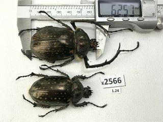 K2566 Unmounted Beetle Euchiridae Cheirotonus Vietnam Central