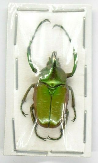 Theodosia Nobuyukii Kalimantan 20,  Mm Beetle Specimen