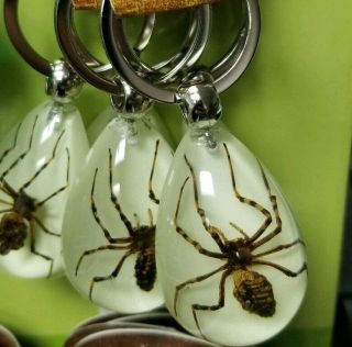 3 Brown Spider Real Insect Animal Bug Keychain Clear Resin Glow In Dark