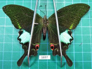 Unmounted Butterfly Papilionidae Papilio Paris Spring Form Female Laos