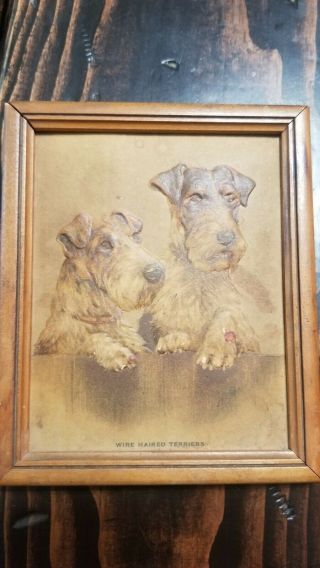 Wire Haired Fox Terrier Picture