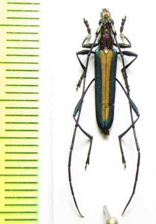 Cerambycidae,  Promeces Suturalis,  Tanzania