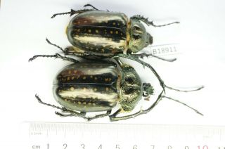 B18911 – Dynastidae Euchirinae Cheirotonus,  Beetles – Insects Cao Bang Vietnam