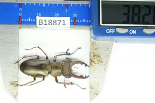 B18871 - Lucanus Pulchellus Ps.  Beetles – Insects Yen Bai Vietnam 38mm