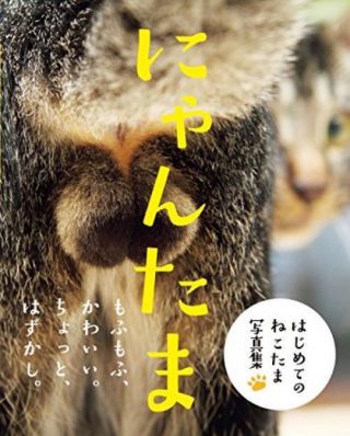 Picture Book for the Cat Testicles ' Nyantama ' From Japan 2