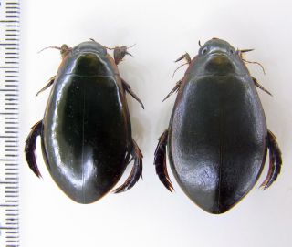 Dytiscidae Cybister (scaphinectes) Lateralimarginalis Russia Pair