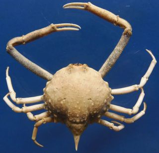 20059 Peeble Crab Tanaoa Pustulosus 35 Mm Crab Taxidermy Oddities