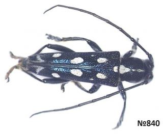 Coleoptera Cerambycidae Gen.  Sp.  Indonesia N.  Sumatra 16mm