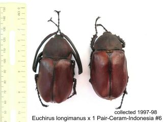 Euchirus Longimanus X 1 Pr - Ceram - Indonesia 6 1 Or 2 Legs May Be Re - Attached