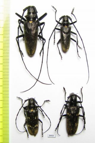 Cerambycidae,  Monochamus Urussovi,  2 Pairs,  Russia