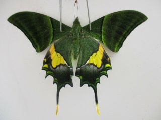 Pa4848.  Unmounted Butterflies: Teinopalpus Imperialis.  North Vietnam.  Yen Bai