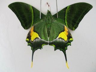 Pa4759.  Unmounted Butterflies: Teinopalpus Imperialis.  North Vietnam.  Yen Bai