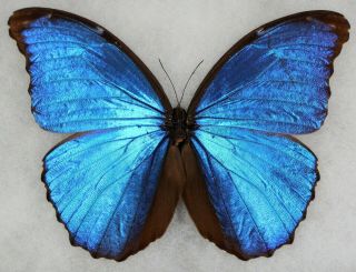 Insect/butterfly/ Morpho Menelaus Terrestris - Male 5.  5 "