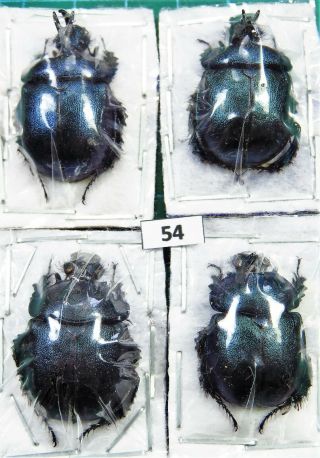 Unmounted Beetle Geotrupidae Enoplotrupes Sp.  2 Pairs Laos