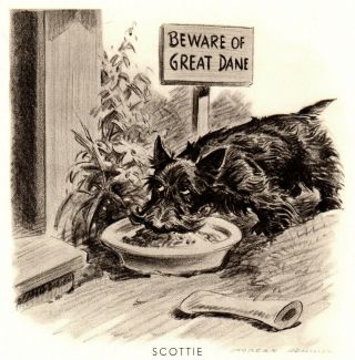 1946 Antique Scottish Terrier Print Morgan Dennis Dog Art Sneaky Scottie 3122