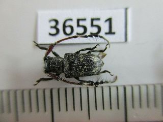 36551.  Unmounted Insects: Cerambycidae Sp.  North Vietnam