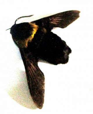 B004 Moths: Sphingidae: Sataspes Species? 34.  5mm A -